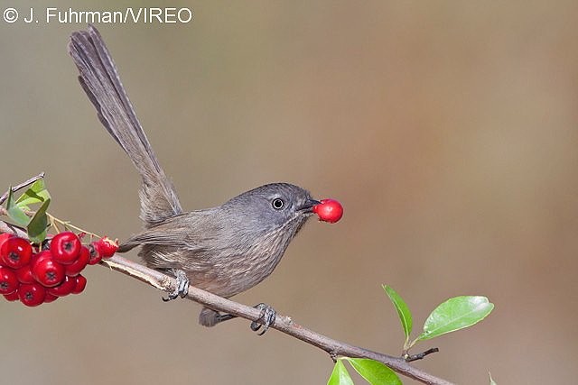 Wrentit f20-9-658.jpg